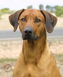 Rhodesian Ridgeback 9J48D-02